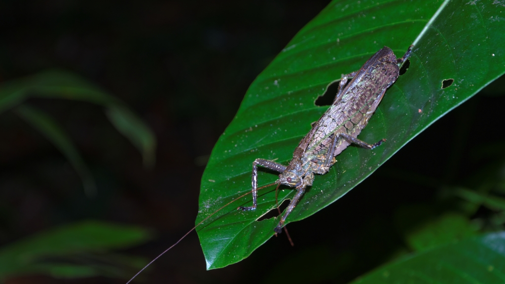 25 - Tortuguero NP (24).jpg